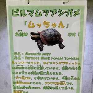 Burmese Black Forest Tortoise Signage - Itabashi Botanical Garden September 27, 2025