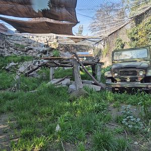 Chilean Puma 2nd exhibit