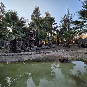 Pygmy Hippo/Collobus/Sitatunga mixed exhibit