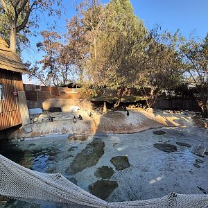 Humbolt's Penguin exhibit