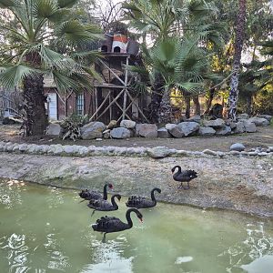 Pygmy hippo/Colobus/Sitatunga Exhibit