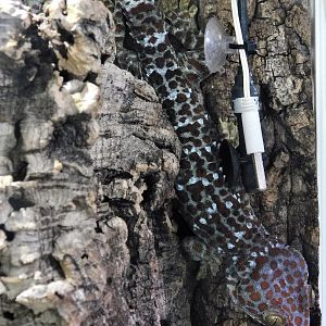 Tokay Gecko (Gekko gecko) - Itabashi Botanical Garden September 27, 2025