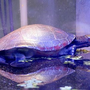 Red-bellied Short-necked Turtle (Emydura subglobosa) - Itabashi Botanical Garden September 27, 2025