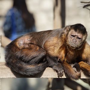 Black-capped Capuchin
