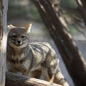 South American Grey Fox