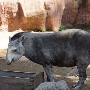 Lowland Tapir