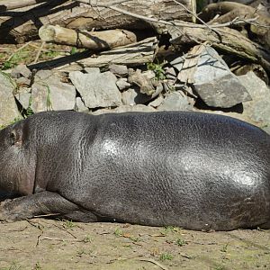 Pygmy Hippo
