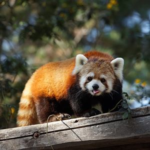 Chinese Red Panda