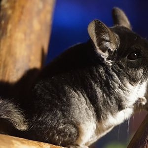 Chilean Chinchilla