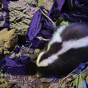 Humbolt's Hog-nosed Skunk