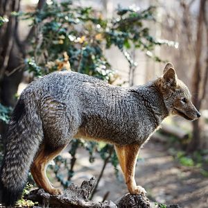 South American Grey Fox
