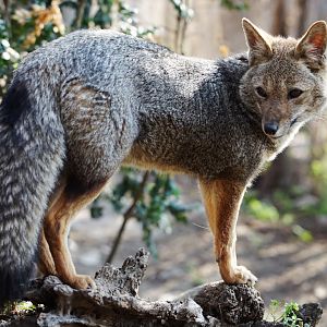 South American Grey Fox