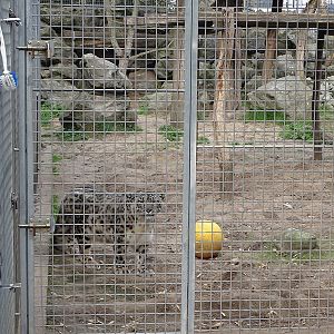 Wildkatzenzentrum Felidae - Part of the snow leopard enclosure