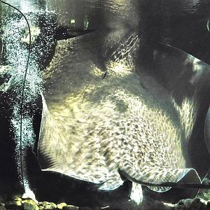 Giant Freshwater Stingray (Urogymnus polylepis) - Itabashi Botanical Garden September 27, 2025