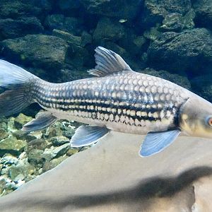 Jullien's Golden Carp (Probarbus jullieni) - Itabashi Botanical Garden September 27, 2025