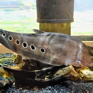 Clown Featherback (Chitala ornata) - Itabashi Botanical Garden September 27, 2025