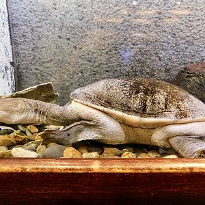 Northern Australian Snake-Necked Turtle (Chelodina siebenrocki) - Itabashi Botanical Garden September 27, 2025