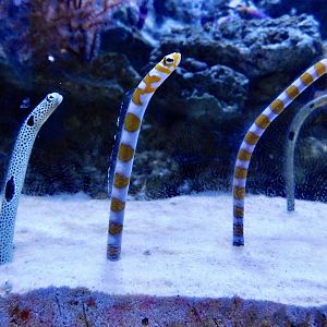 Spotted Garden Eel (Heteroconger hassi) and Splendid Garden Eel (Gorgasia preclara) - Itabashi Botanical Garden September 27, 2025