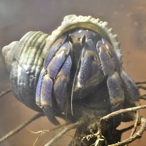 Terrestrial Hermit Crab (Coenobita cavipes) - Itabashi Botanical Garden September 27, 2025