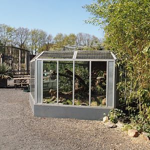 Dwarf mongoose exhibit, 2025-04-12