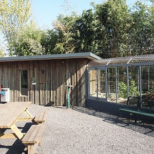 Dwarf mongoose exhibit, 2025-04-12