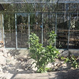 Dwarf mongoose exhibit, 2025-04-12