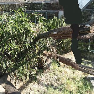 Dwarf mongoose exhibit, 2025-04-12