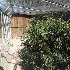 Dwarf mongoose exhibit, 2025-04-12