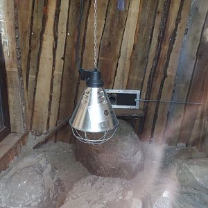 Dwarf mongoose indoor exhibit, 2025-04-12