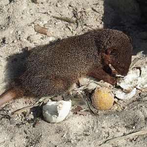 Dwarf mongoose (Helogale parvula) eating a hard-boiled egg, 2025-04-12