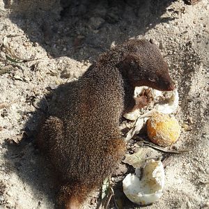 Dwarf mongoose (Helogale parvula) eating a hard-boiled egg, 2025-04-12