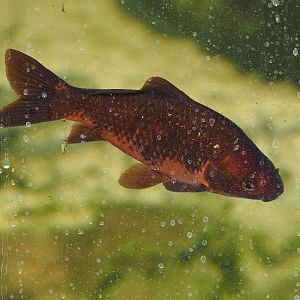 Goldfish (Carassius auratus), 2025-04-12