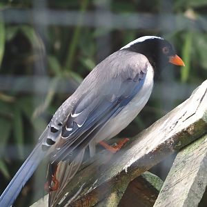 Red-billed blue magpie (Urocissa erythrorhyncha), 2025-04-12