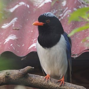 Red-billed blue magpie (Urocissa erythrorhyncha), 2025-04-12