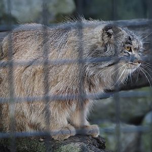 Siberian Pallas's cat (Otocolobus manul manul), 2025-04-12