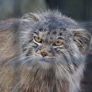 Siberian Pallas's cat (Otocolobus manul manul), 2025-04-12