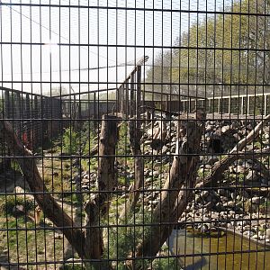 Snow leopard exhibit, 2025-04-12