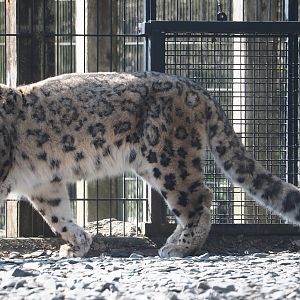 Snow leopard (Panthera uncia), 2025-04-12