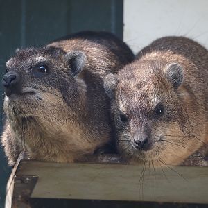 Common rock hyrax (Procavia capensis), 2025-04-12