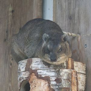 Common rock hyrax (Procavia capensis), 2025-04-12