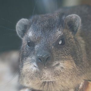 Common rock hyrax (Procavia capensis), 2025-04-12