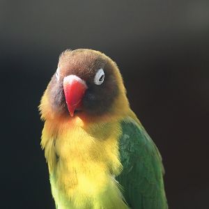 Black-cheeked lovebird (Agapornis nigrigenis), 2025-04-12