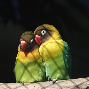 Black-cheeked lovebirds (Agapornis nigrigenis), 2025-04-12