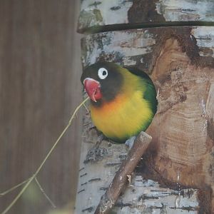 Black-cheeked lovebird (Agapornis nigrigenis), 2025-04-12