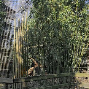 Indochinese clouded leopard exhibit, 2025-04-12