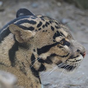 Indochinese clouded leopard (Neofelis nebulosa nebulosa), 2025-04-12