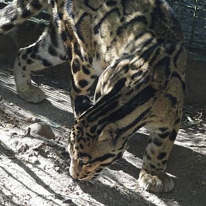 Indochinese clouded leopard (Neofelis nebulosa nebulosa), 2025-04-12