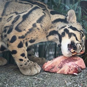 Indochinese clouded leopard (Neofelis nebulosa nebulosa), 2025-04-12