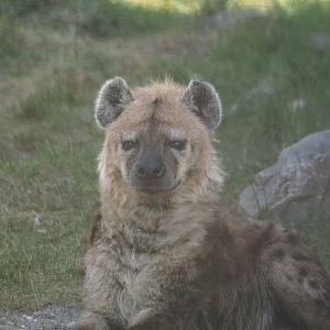 Spotted hyena (Crocuta crocuta), 2025-04-12