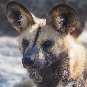 African wild dog (Lycaon pictus), 2025-04-12